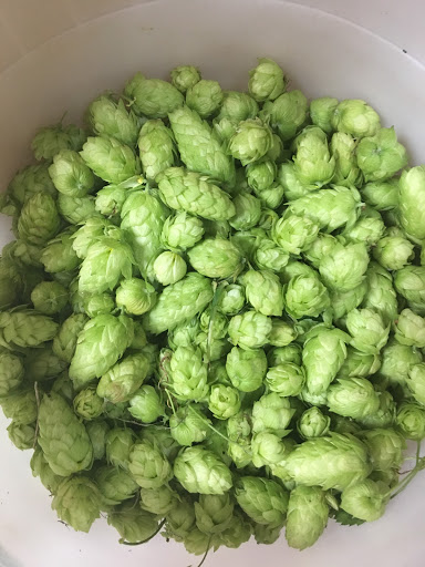 Absolutely Grape U-Brew Gallery - Canada