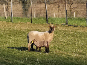 Photo n°10 de La ferme de penhaudan (poulets,oeufs, agneaux) à Pont-Scorff (Ferme d'élevage)