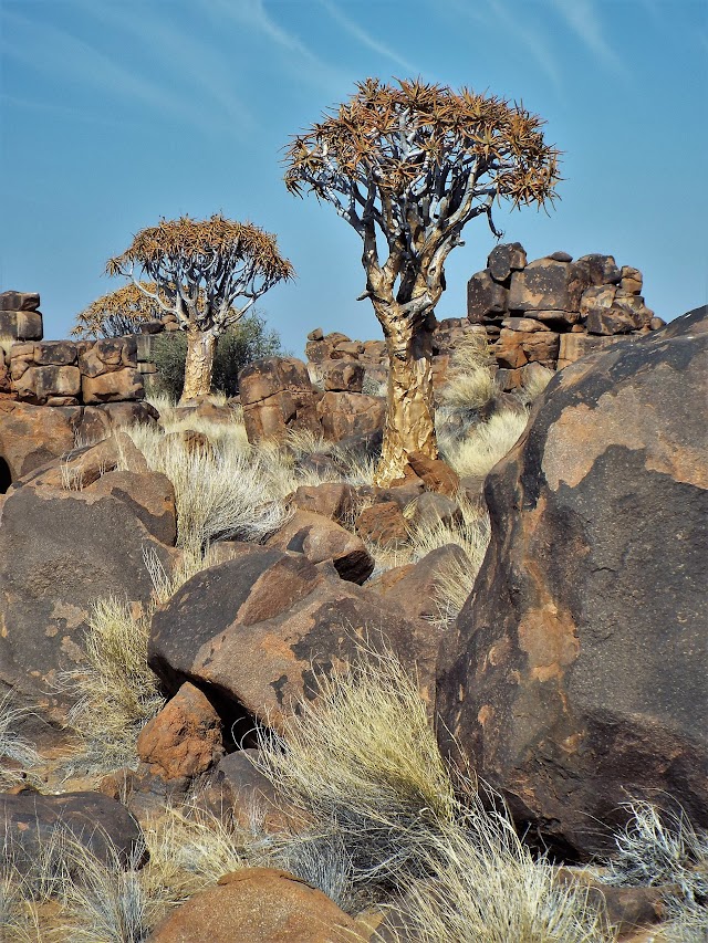 Quiver Tree Forest