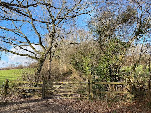 Little Foxes Copse - Woodland Trust