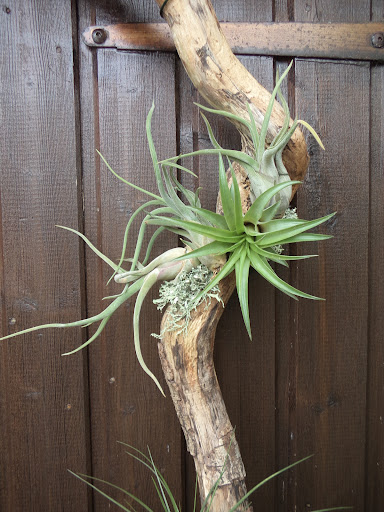 Breizh Tillandsias - Thumbnail