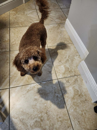Topknots Pet Grooming LLC - Thumbnail