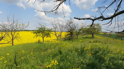 Der Langenberg