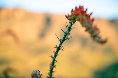 Javelina Rocks - Saguaro National Park (East)