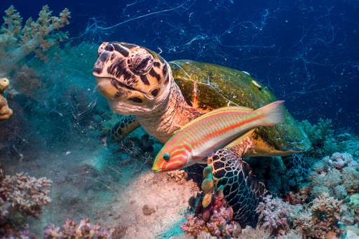 SeaLife Underwater Cameras - Thumbnail