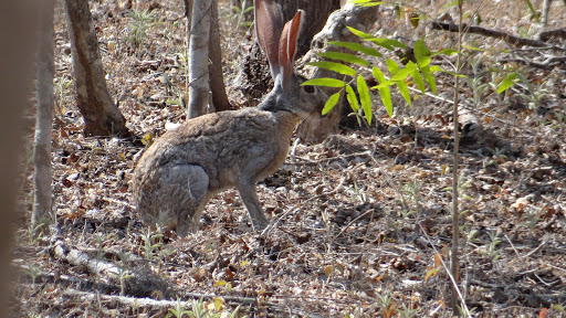 Paco's Reserva de Flora y Fauna - Thumbnail