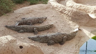 Photos of Emirates Park Zoo