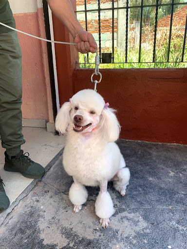 B.D. Pet's Health Center - Mexico