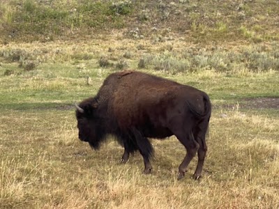 Safari Yellowstone