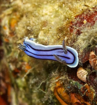 Photos of Nomad Divers Bangka