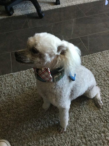 Dog Daze Grooming Salon