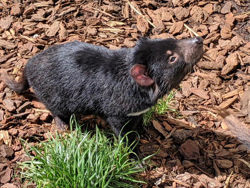 Tasmania Zoo - Thumbnail