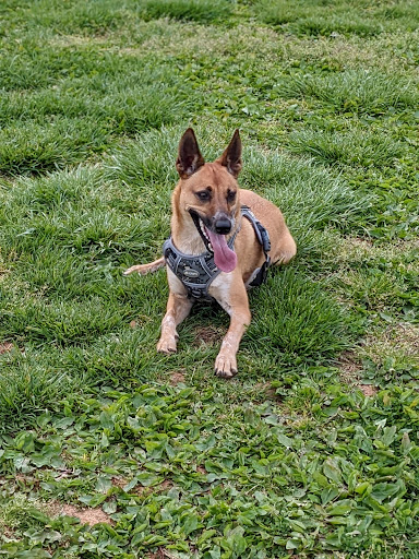 Albemarle Parks & Recreation Dog Park - Thumbnail