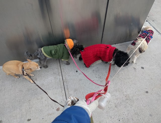 Tilly's Walks
