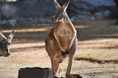 Kangaroo Habitat