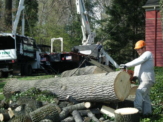 GP Tree Service