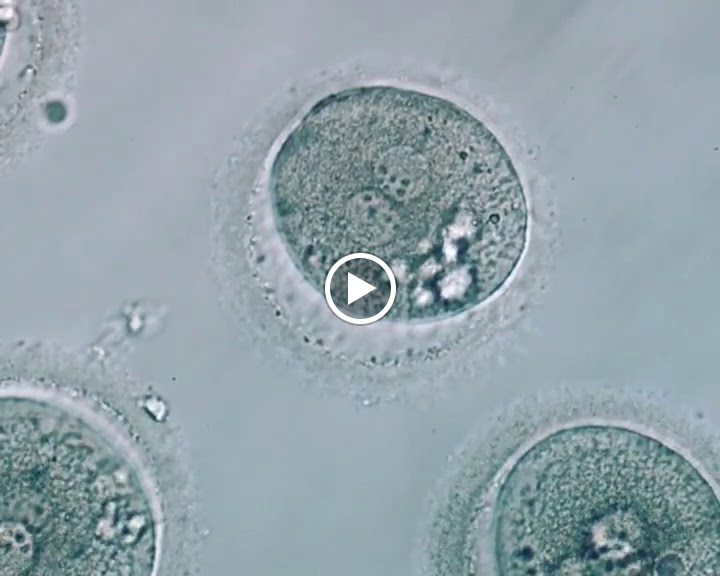 مجمع صحة المرأة للنساء والولادة والخصوبة - صورة 2