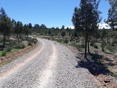 Photos of SIDI MAAFA Forest