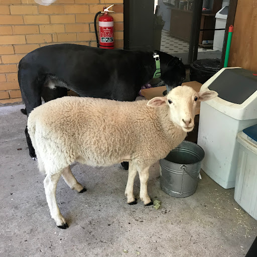 Yarram Veterinary Centre - Thumbnail