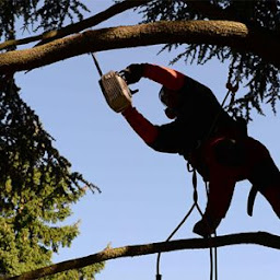 Photo n°20 de IG elagage 60 compiègne et l'Oise à Compiègne (Service d'élagage)