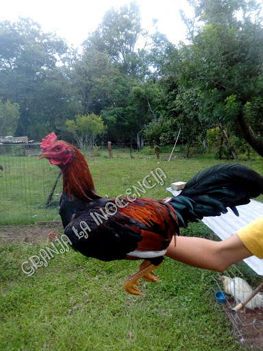GRANJA LA INOCENCIA GALLOS DE COMBATE