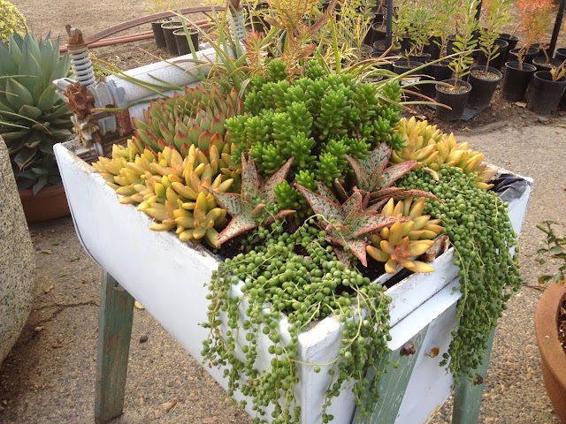 Waterwise Botanicals