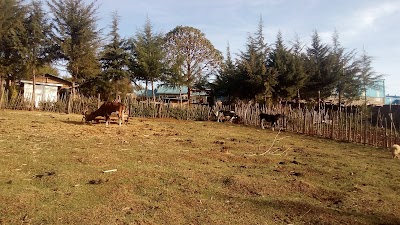 Photos of kuresoi tea factory