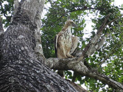 Photos of Hurulu Eco park