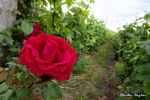 Photo n°2 de CHAMPAGNE GASTON COLLARD à Bouzy (Vignoble)