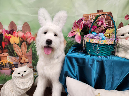 Hazel Anne’s Pooch Boutique - Thumbnail