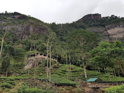 Photos of Udagilma Tea Estate Resort