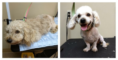 Shear Patience Housecall Grooming