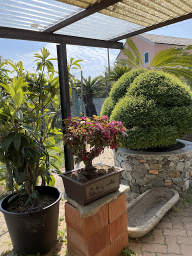 Centro Bonsai Caviglia - Thumbnail