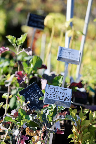 Planting Justice by null