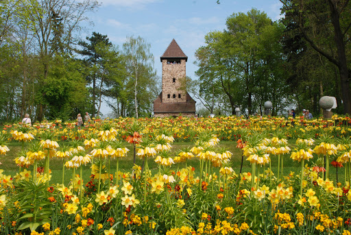 VIVAT Immobilien Bad Nauheim - Wetterau