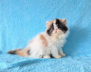 Photo n°4 de Chats persans et exotics shorthair. Chatterie des Amours de Maya. à Hazembourg (Animalerie)