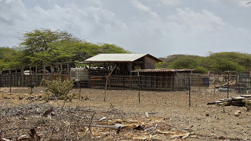 Aletta's Goat Farm - Thumbnail