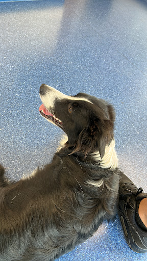 Vets4Pets - Peterborough Gallery - United Kingdom