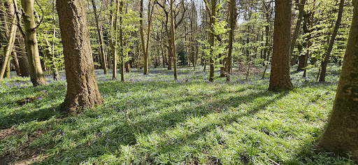 Chantry Wood Campsite
