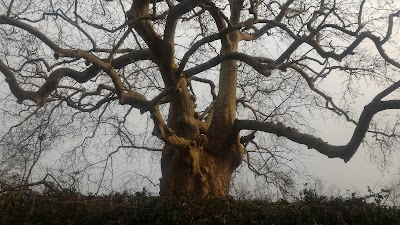 Photos of Albero del Piccioni