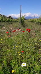 Photo n°3 de Domaine du Mas Rous à Montesquieu-des-Albères (Lodge)