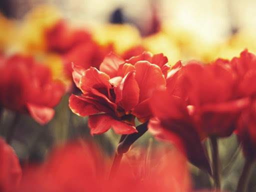 Van Veghel's Flowers - Thumbnail