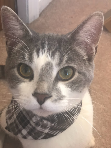 Trending pets - Visual