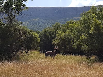 Photos of Sappersrus