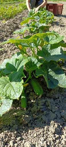 Les légumes des Glaises - Thumbnail