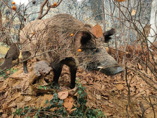 Museo Naturalistico del Fiume Po - Thumbnail