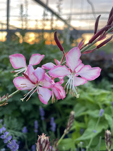 Lucan Country Gardens - Thumbnail