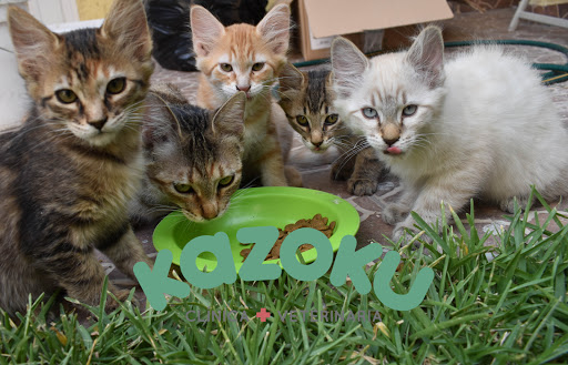 Clinica veterinaria Kazoku