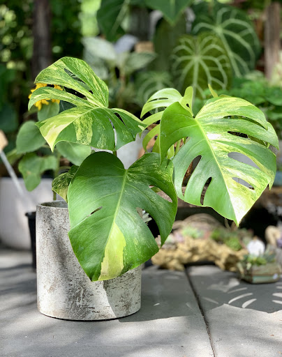 Plant Presents - Thumbnail