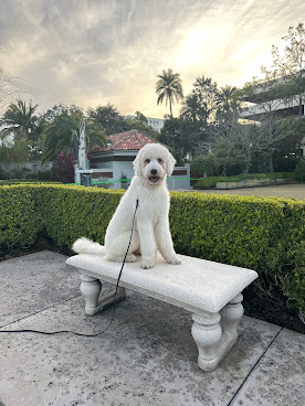 Sweet Bee K9 by null